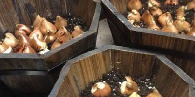 ۲۰ هزار پیاز لاله در منطقه ۲ تهران کاشته شد