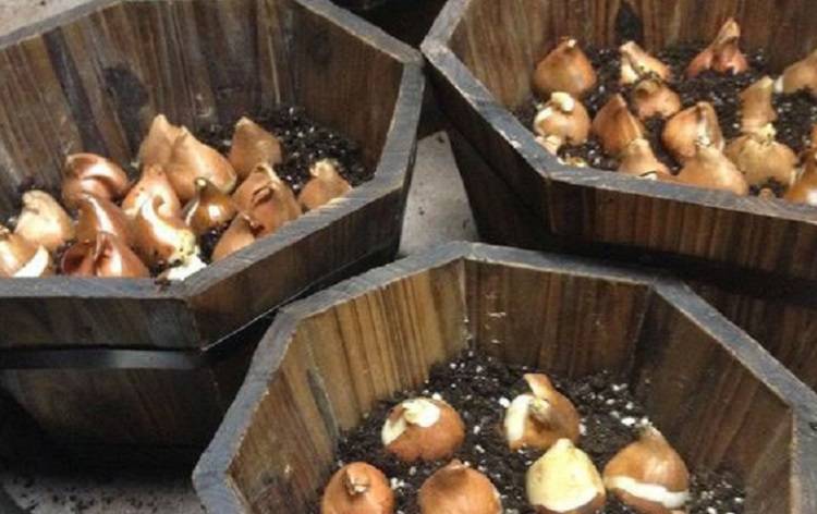 ۲۰ هزار پیاز لاله در منطقه ۲ تهران کاشته شد