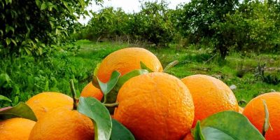 ۱۳۰ هزار تن مرکبات از باغ‌های گیلان برداشت شد