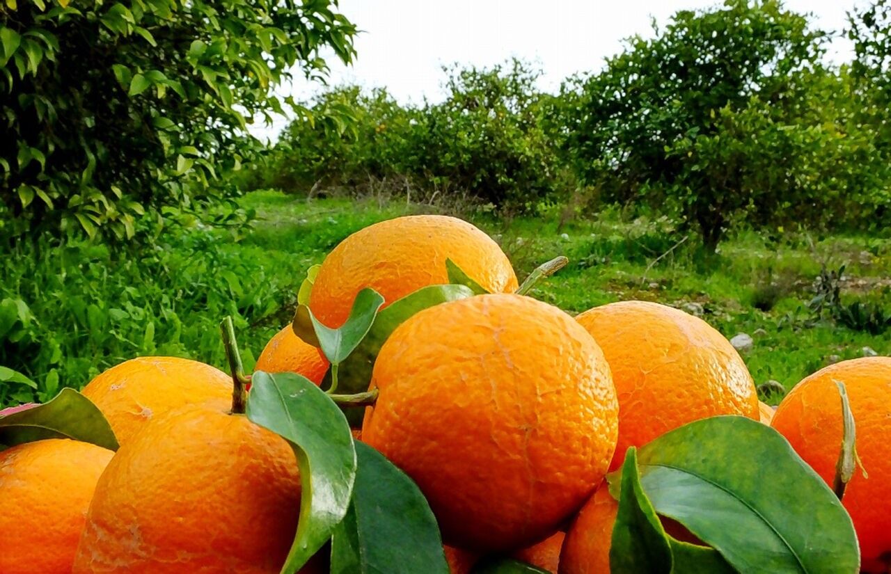 ۱۳۰ هزار تن مرکبات از باغ‌های گیلان برداشت شد