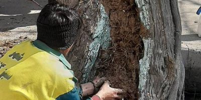 احیا و نجات درختان کهنسال محله طرشت با اجرای طرح ترمیم تنه