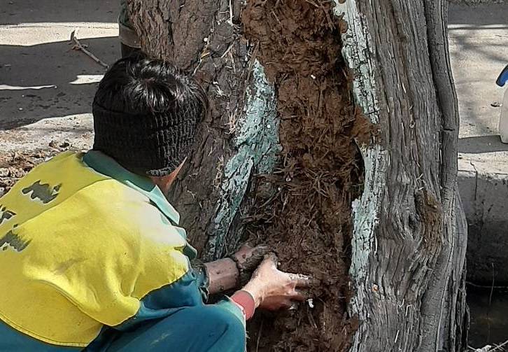 احیا و نجات درختان کهنسال محله طرشت با اجرای طرح ترمیم تنه