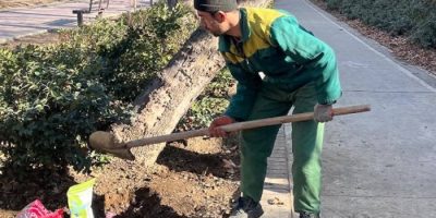 چنارهای منطقه ۲ جانی دوباره می‌گیرند