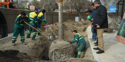 قویت بنیه درختان منطقه یک با اجرای چالکود زمستانه